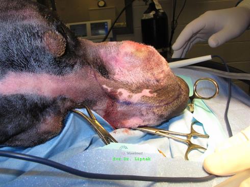 Dog being prepared for surgery