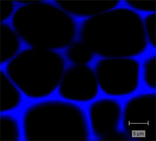 Raman image of maize syringyl lignin cells